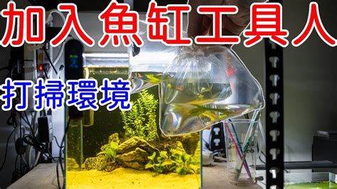 魚缸清道夫